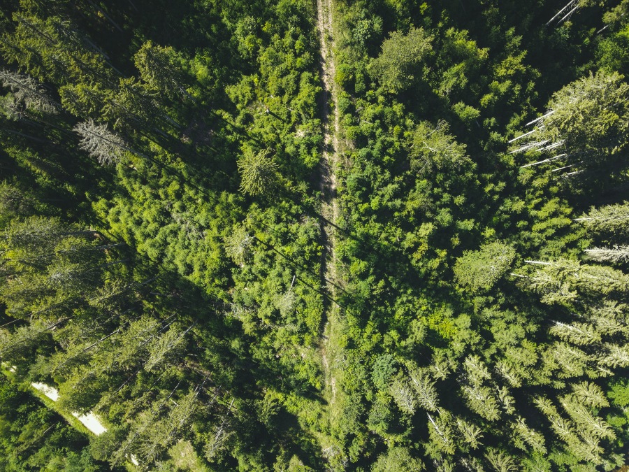 Black Forest